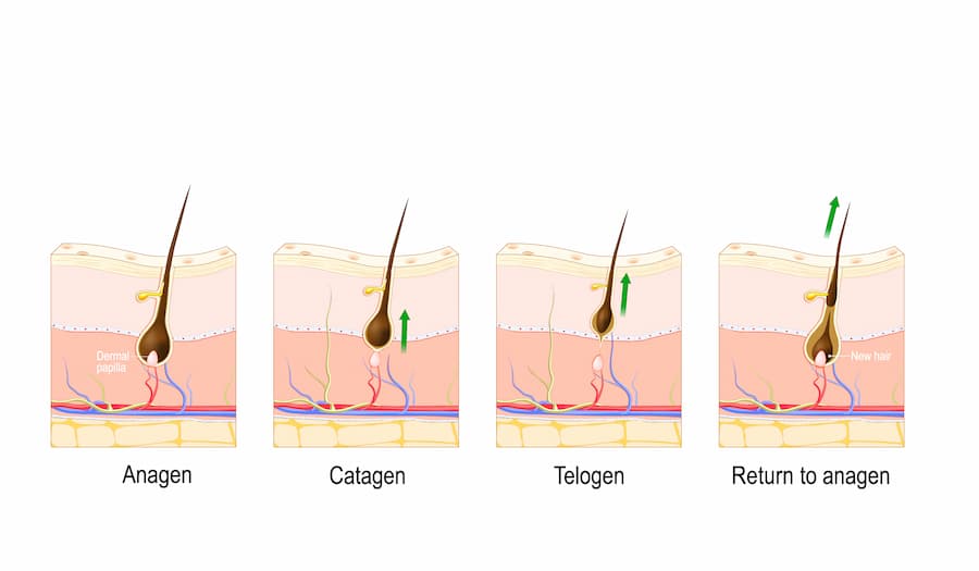 The process of hair growth and loss in all its phases.